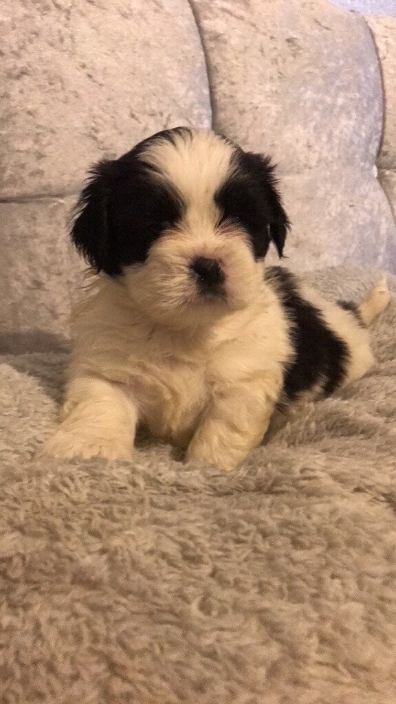 dog breed lhasa apso for sale